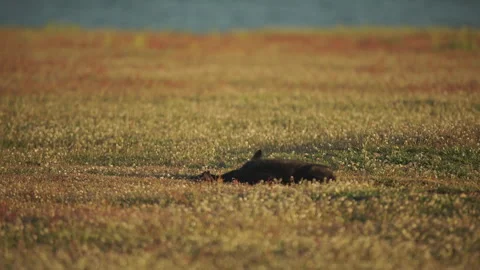 Cascade Red Fox (Vulpes vulpes cascadensis) Stock Footage 246070777
