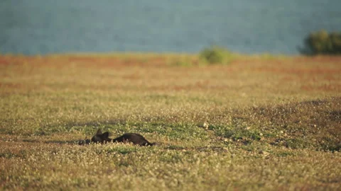 Cascade Red Fox (Vulpes vulpes cascadensis) Stock Footage 246070824