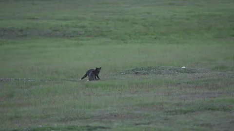 Cascade Red Fox (Vulpes vulpes cascadensis) Stock Footage 246070836