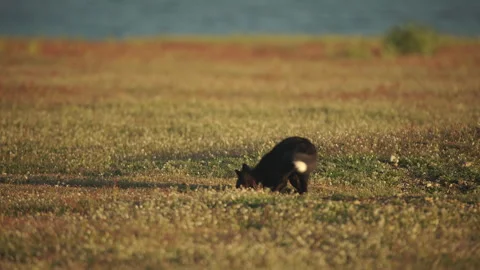 Cascade Red Fox (Vulpes vulpes cascadensis) Stock Footage 246070846