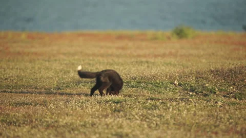 Cascade Red Fox (Vulpes vulpes cascadensis) Stock Footage 246070864