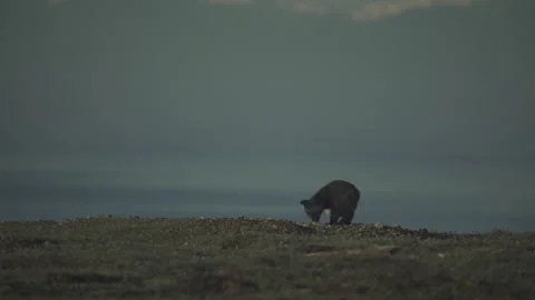 Cascade Red Fox (Vulpes vulpes cascadensis) Stock Footage 246070869