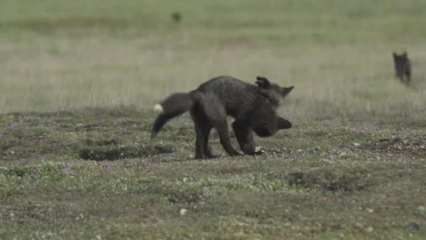 Cascade Red Fox (Vulpes vulpes cascadensis) Stock Footage 246070947