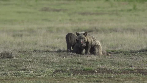 Cascade Red Fox (Vulpes vulpes cascadensis) Stock Footage 246070951