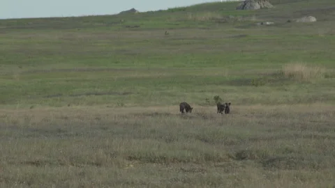 Cascade Red Fox (Vulpes vulpes cascadensis) Stock Footage 246070981