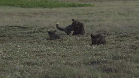 Cascade Red Fox (Vulpes vulpes cascadensis) Stock Footage 246071025