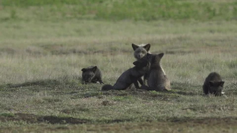Cascade Red Fox (Vulpes vulpes cascadensis) Stock Footage 246071036