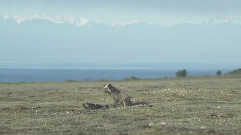 Cascade Red Fox (Vulpes vulpes cascadensis) Stock Footage 246071164