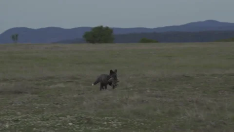 Cascade Red Fox (Vulpes vulpes cascadensis) Stock Footage 246071183