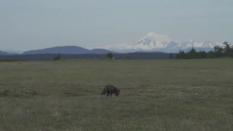 Cascade Red Fox (Vulpes vulpes cascadensis) Stock Footage 246071206
