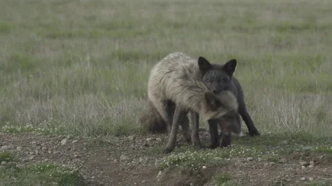 Cascade Red Fox (Vulpes vulpes cascadensis) Stock Footage 246071273