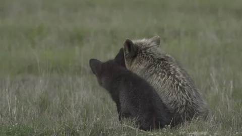 Cascade Red Fox (Vulpes vulpes cascadensis) Stock Footage 246071285