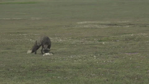 Cascade Red Fox (Vulpes vulpes cascadensis) Stock Footage 246071308