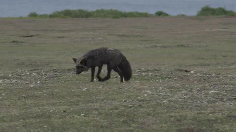 Cascade Red Fox (Vulpes vulpes cascadensis) Stock Footage 246071336