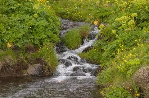 Cascade in stream surrounded by wildflowers Stock Photos