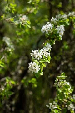 Cascade of tiny white flowers developing on a bush branch in warm spring light Foto stock