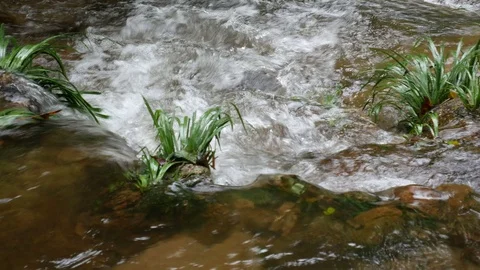 Cascade of the tropical stream Stock Footage