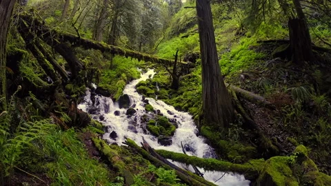Cascade waterfalls in Oregon forest hike trail. Stock Footage 147081889