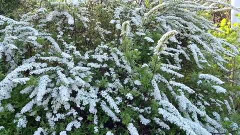 Cascading branches of a Spiraea arguta, Garland Spirea, shrub are covered in a p Stock Footage 332778121