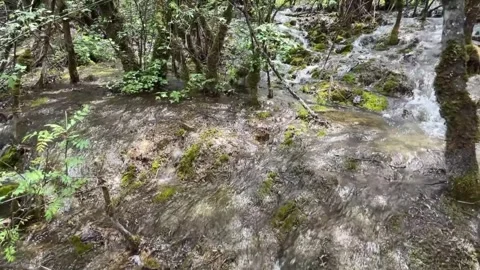 Cascading Clear Stream in Lush Jiuzhaigou Valley Forest, Sichuan, China 動画素材 336878808