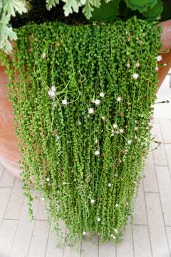 A cascading display of vibrant green String of Pearls with tiny white flowers Stock Photos