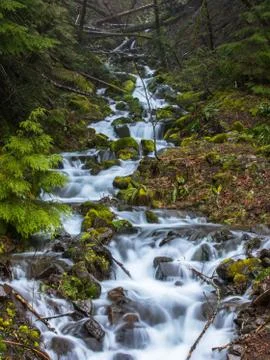 Cascading forest stream Stock Photos