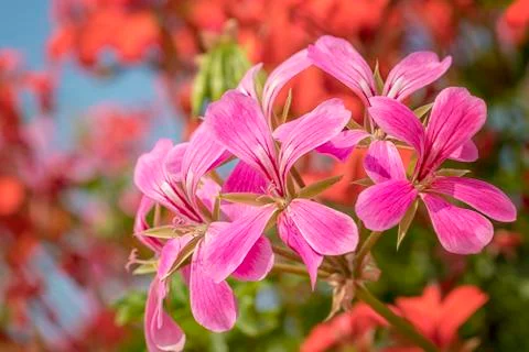 Cascading geranium Stock Photos