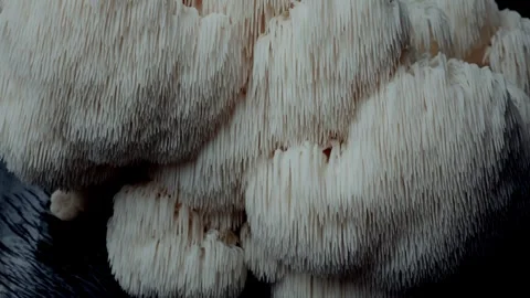 Cascading Lions Mane Macro on Black Stock Footage 331876489