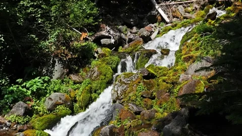 Cascading Mountain Stream and Mossy Rocks on Spray Park Trail, Mount Rainier Nat Stock Footage 332081580
