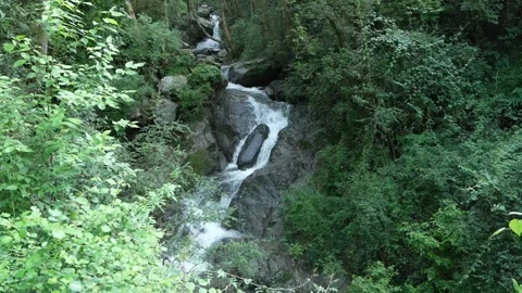 Cascading Mountain Stream in Lush Green Forest - 4K Stock Footage 312601098