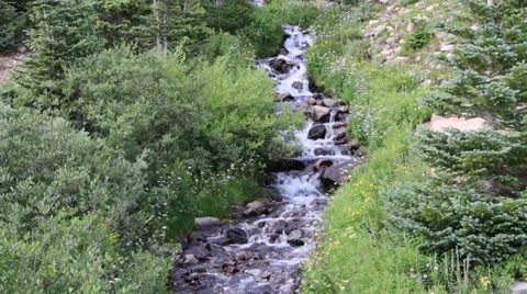Cascading Mountain Stream Tumbles Through Wildflowers and Pine Trees Stock Footage 41262356
