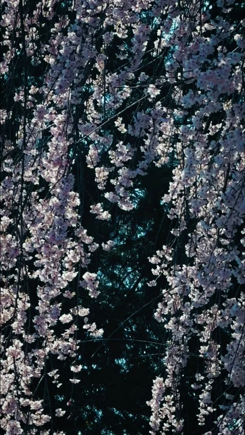 Cascading pink weeping cherry blossoms in full bloom Stock Footage 346273329