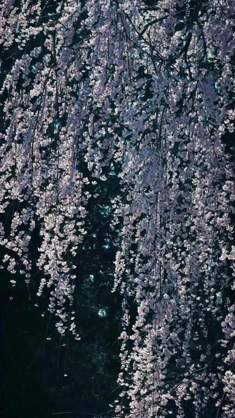 Cascading pink weeping cherry blossoms with falling petals Stock Footage 346273504