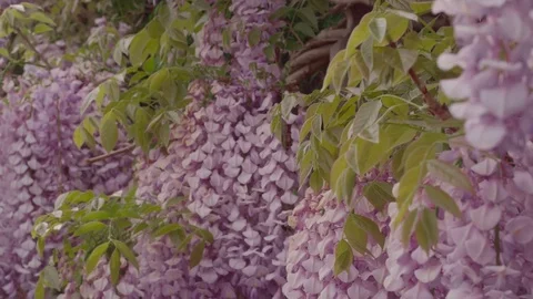 Cascading Purple Flowers Video stock 76201501