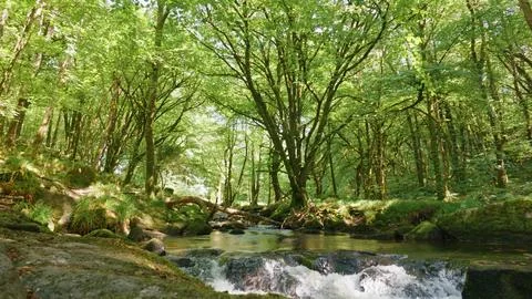 Cascading River Flows Through Dense Lush Green Forest Scenery in Cornwall Stock-Fotos