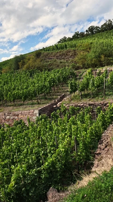 Cascading rows of lush green grapevines planted on a scenic hillside. Stock Footage 345644368