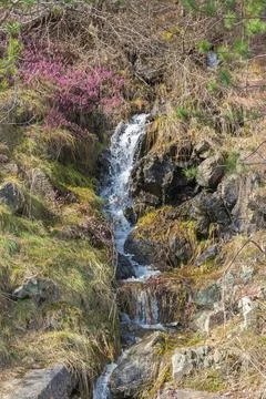 Cascading Stream Flow Stock Photos