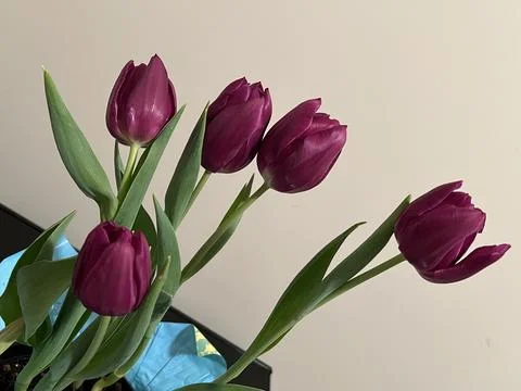 Cascading Tulips Foto stock