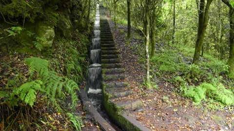 Cascading water of Levada do furado in Ribeiro Frio, Madeira, Portugal. Stock Footage 205941503