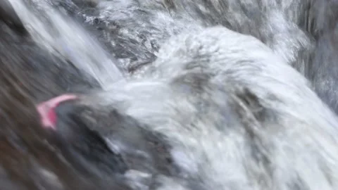 Cascading water over Fallen Maple Leaf in Potato River Foster Falls Wisconsin Stock Footage 232195333