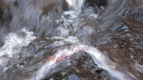 Cascading water over Fallen Maple Leaf in Potato River Foster Falls Wisconsin Stock Footage 232196219