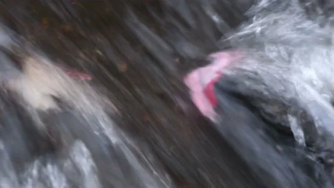 Cascading water over Fallen Maple Leaves in Potato River Foster Falls Wisconsin Stock Footage 232208888