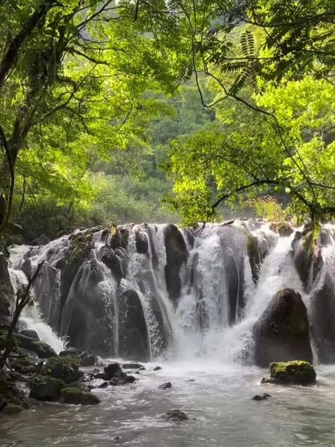 Cascading Waterfall and Clear Stream in a Green Forest Stock Footage 341319121