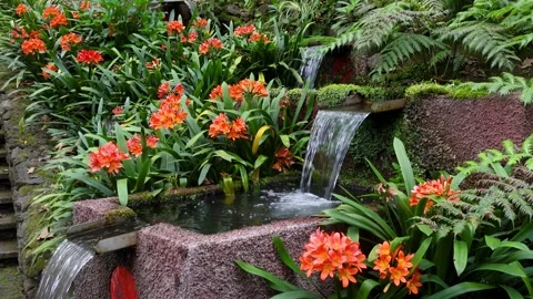 Cascading waterfall flowing through a lush garden in Madeira Island. 스톡 동영상 339128193