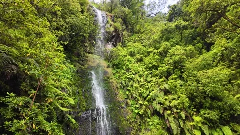 Cascading Waterfall in Lush Green Forest, Levada Trail, Madeira Stock Footage 340128218