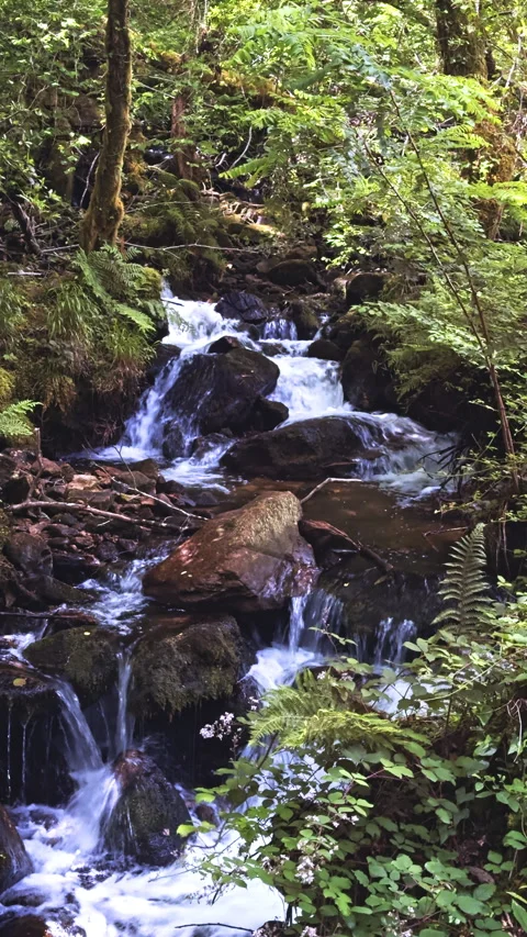Cascading Waterfall Through Forest Rocks Stock Footage 279502685