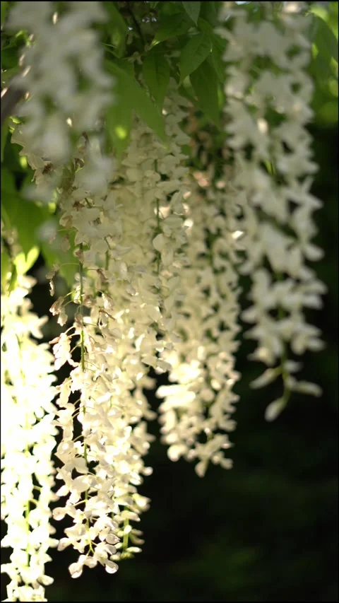 Cascading White Flowers in Natural Light. A close-up view of cascading whit.. Stock Footage 309890885