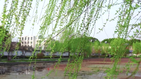 Cascading Willow Branches Moving Softly in a Natural Outdoor Spring Breeze 스톡 동영상 341872546