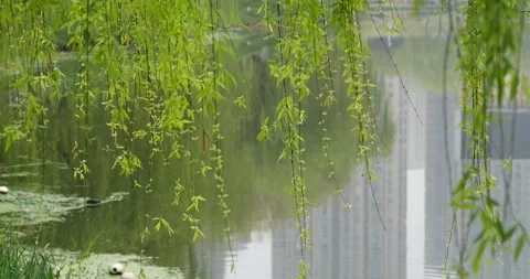 Cascading Willow Branches with New Buds Emerging in Gentle Spring Light Video stock 341873859