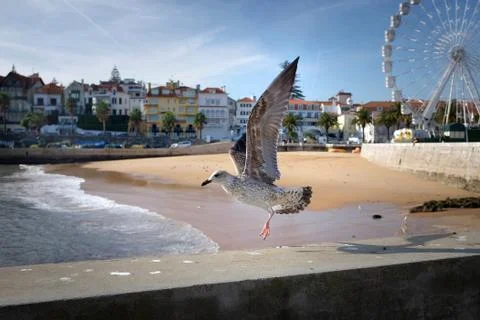 Cascais seaguls Stock Photos